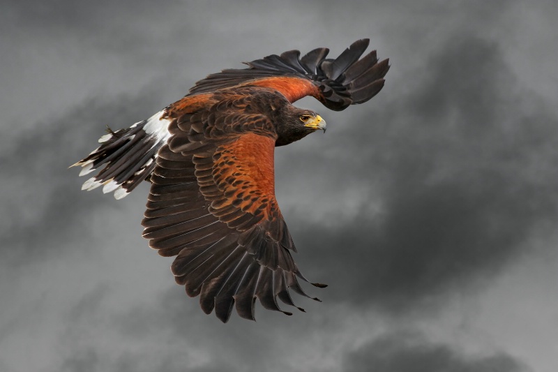 Harris Hawk in Flight