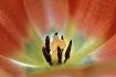 ~ Up Close... ......