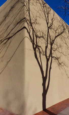 Tree Shadow Grows on Adobe Wall
