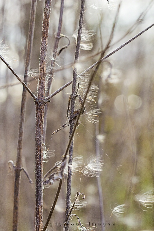 Winter Brush