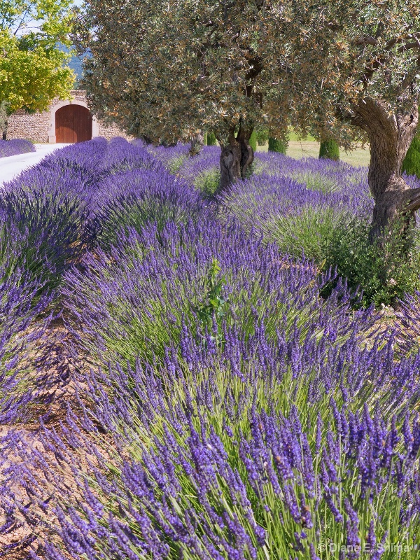 French Lavender with Viveza@@