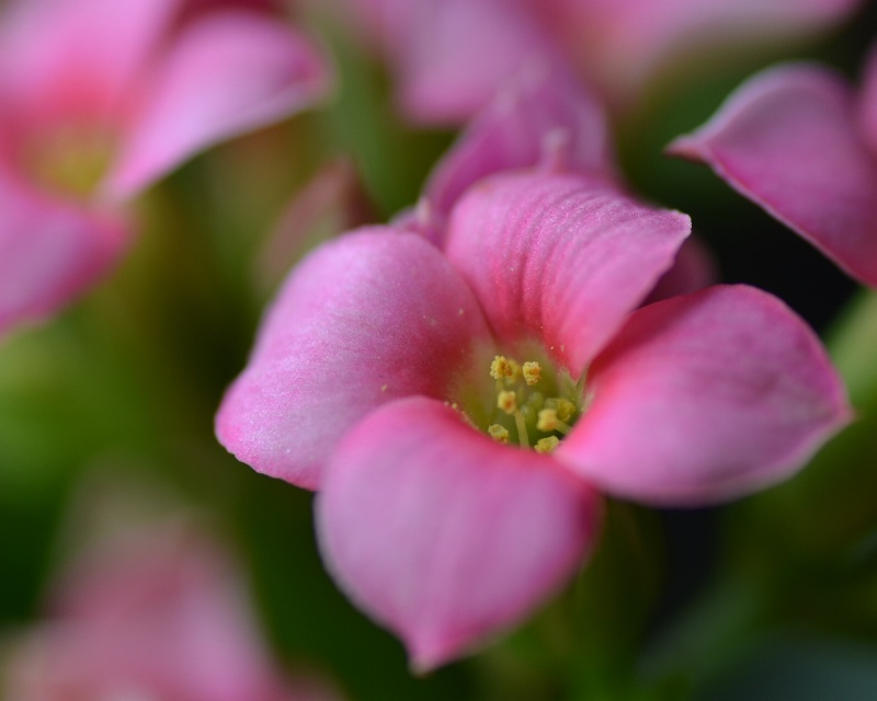 Pink Minis