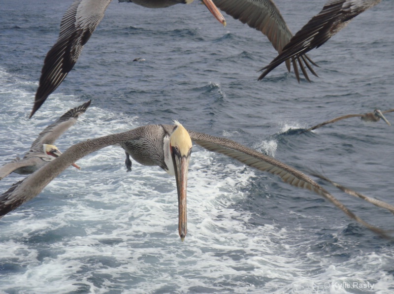 cabo pelican
