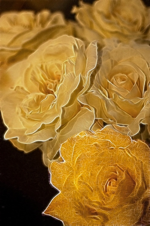 Roses - ID: 14349941 © Fax Sinclair