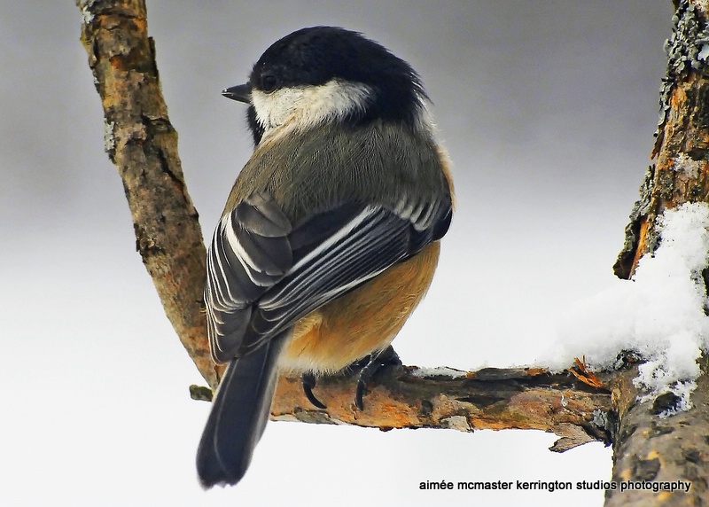 vermont chickadee ll