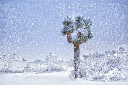 Littlerock Snowfall