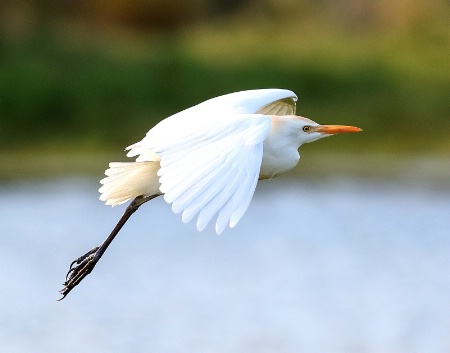 Cattle Egret Fly-by