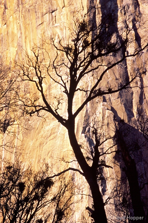 Black Oak Silhouette Against El Capitan