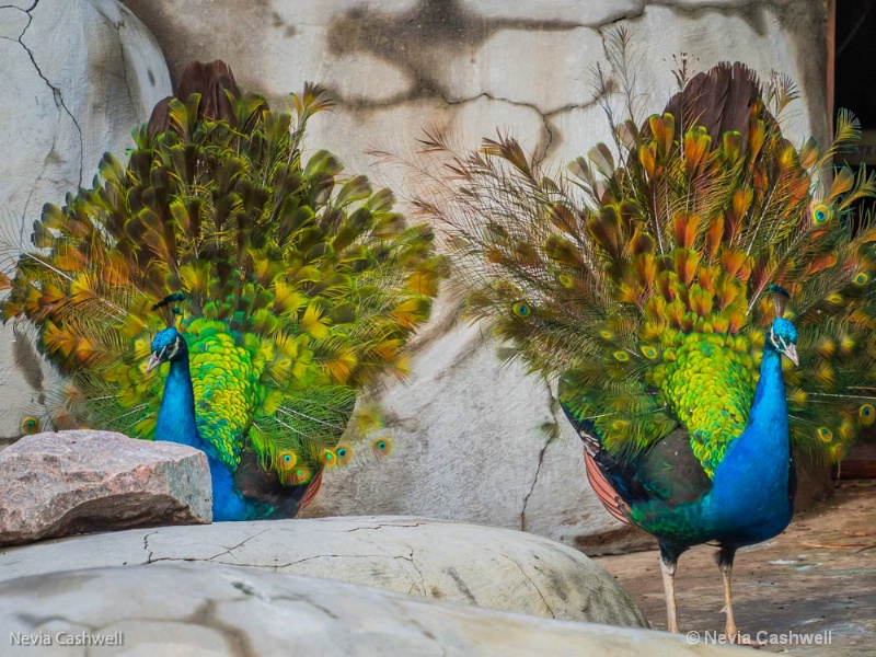 Dueling Peacocks