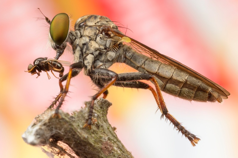Robberfly and prey
