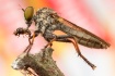 Robberfly and pre...