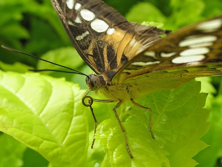 Eye of the Butterfly