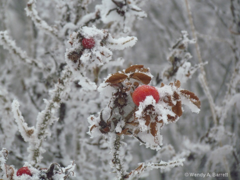 Winter Rose - ID: 14352025 © Wendy A. Barrett