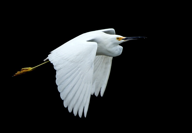 Snowy Egret Suspended