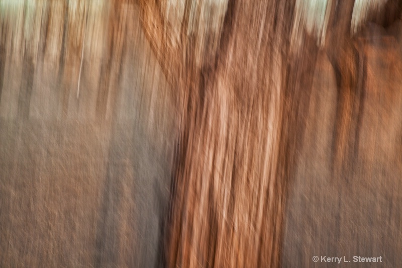 Blurred Mesquite Trees No.1