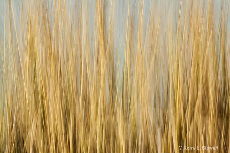 Blurred Reeds