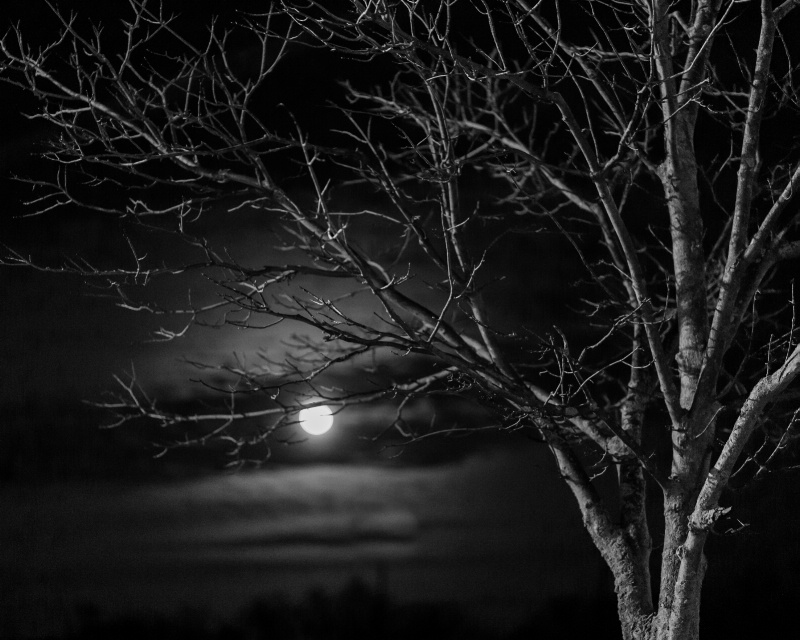 The moon and a creepy looking tree