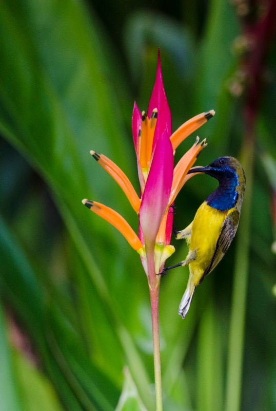 Sunbird