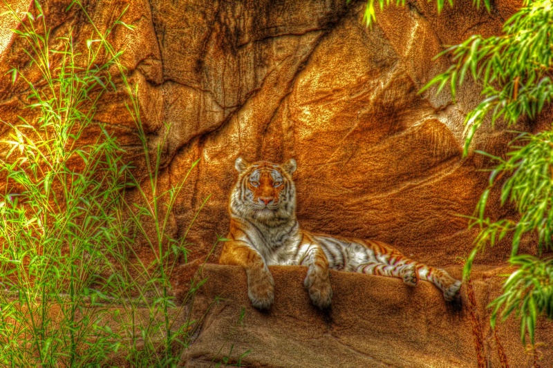 Magnificent Tiger