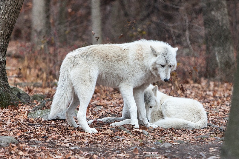 Protecting a Member of the Pack