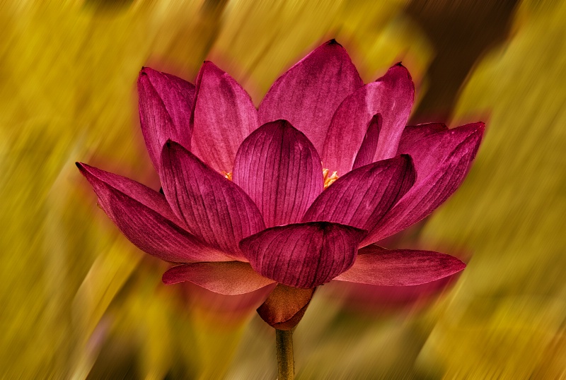 Red & Yellow Lotus - ID: 14353447 © paul parent