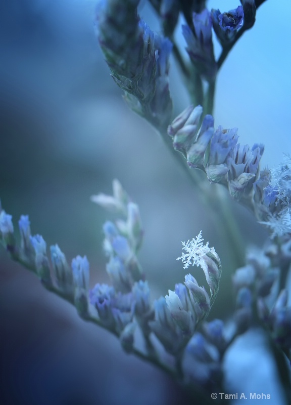Photography Contest Grand Prize Winner - Snow Flake