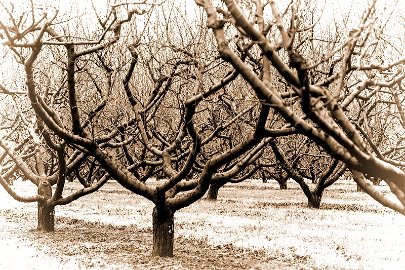 Amish Orchard