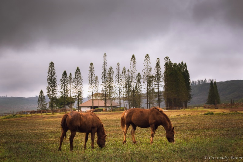 Grazing