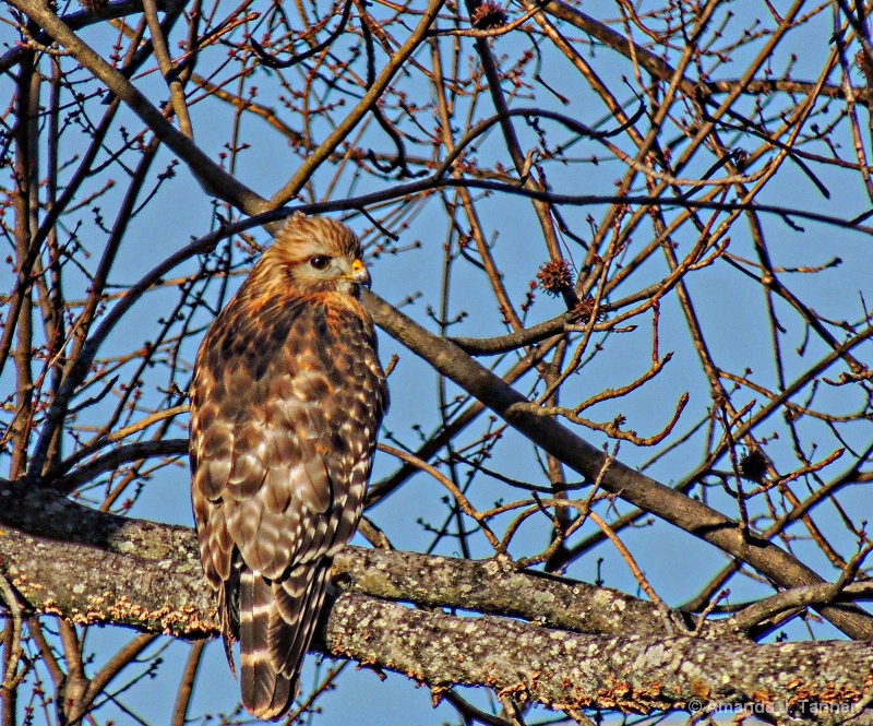 Red Shouldered Hawk 