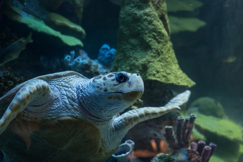 Sea turtle at the New England Aquarium
