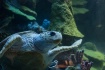 Sea turtle at the...
