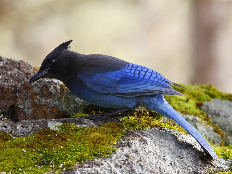 One *Steller* Jay