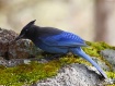One *Steller* Jay