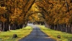 Autumn Archway