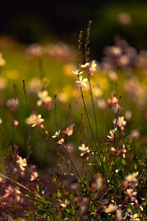 pink flowers