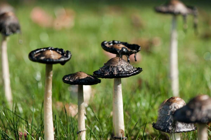 Black Mushrooms