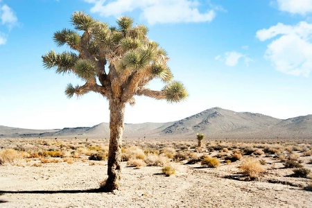 Joshua Tree