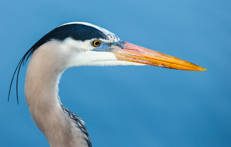 GBH Portrait