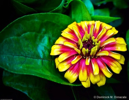 ~ ~ RAIN - SOAKED BEAUTY ~ ~ 