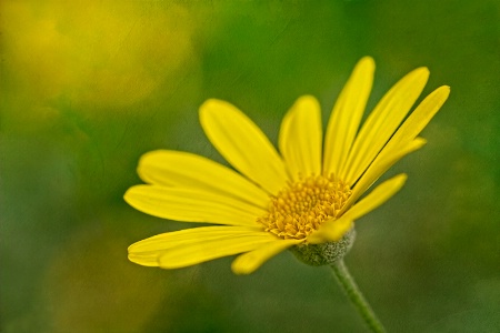 Yellow Flower