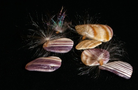 Seeds on Outer Banks Shells