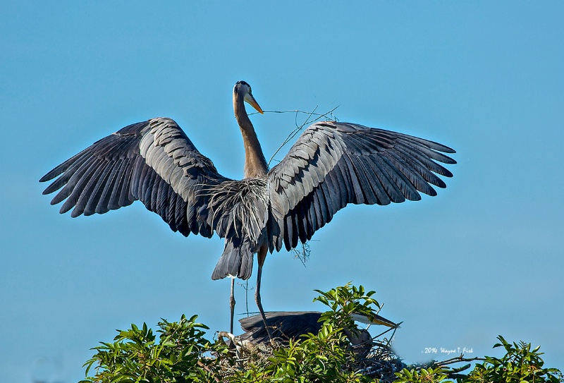 Stretching His Wings