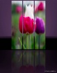 Tulip Reflection