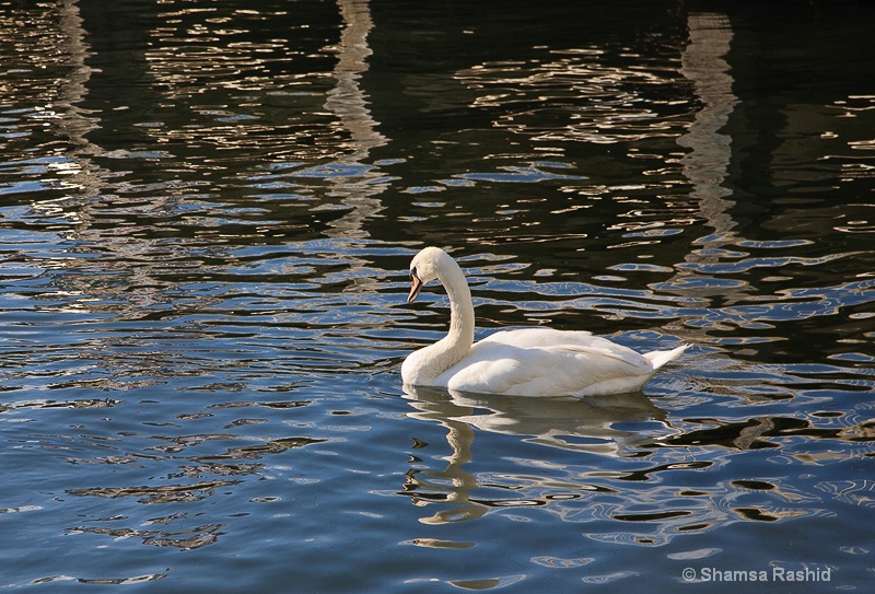 Swan With Reflections