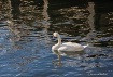 Swan With Reflect...