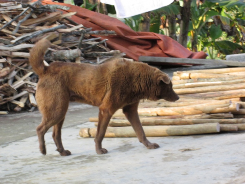 Dog in Vietnam