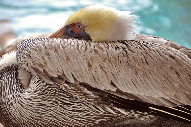 Brown Pelican