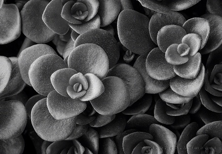 Succulent in Black & White II