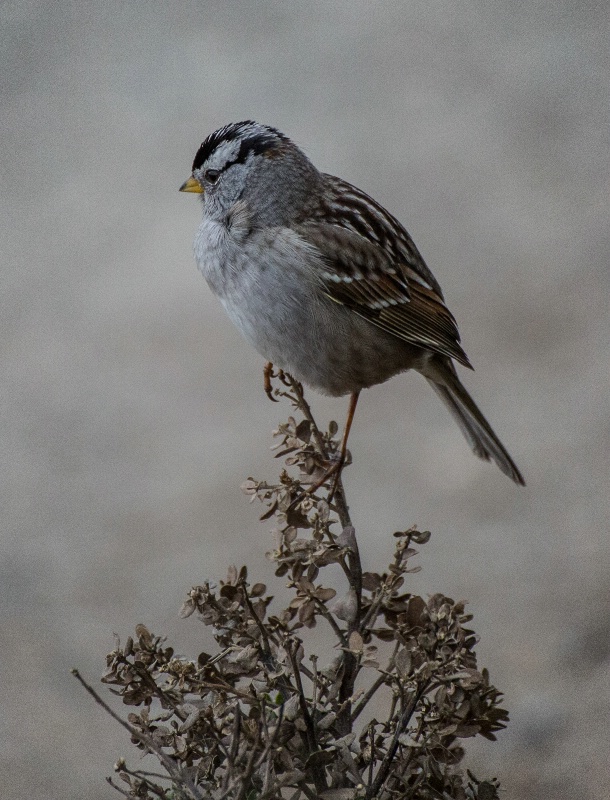 A Sparrow - 1360