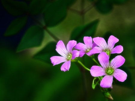 Wild Flowers In Winter